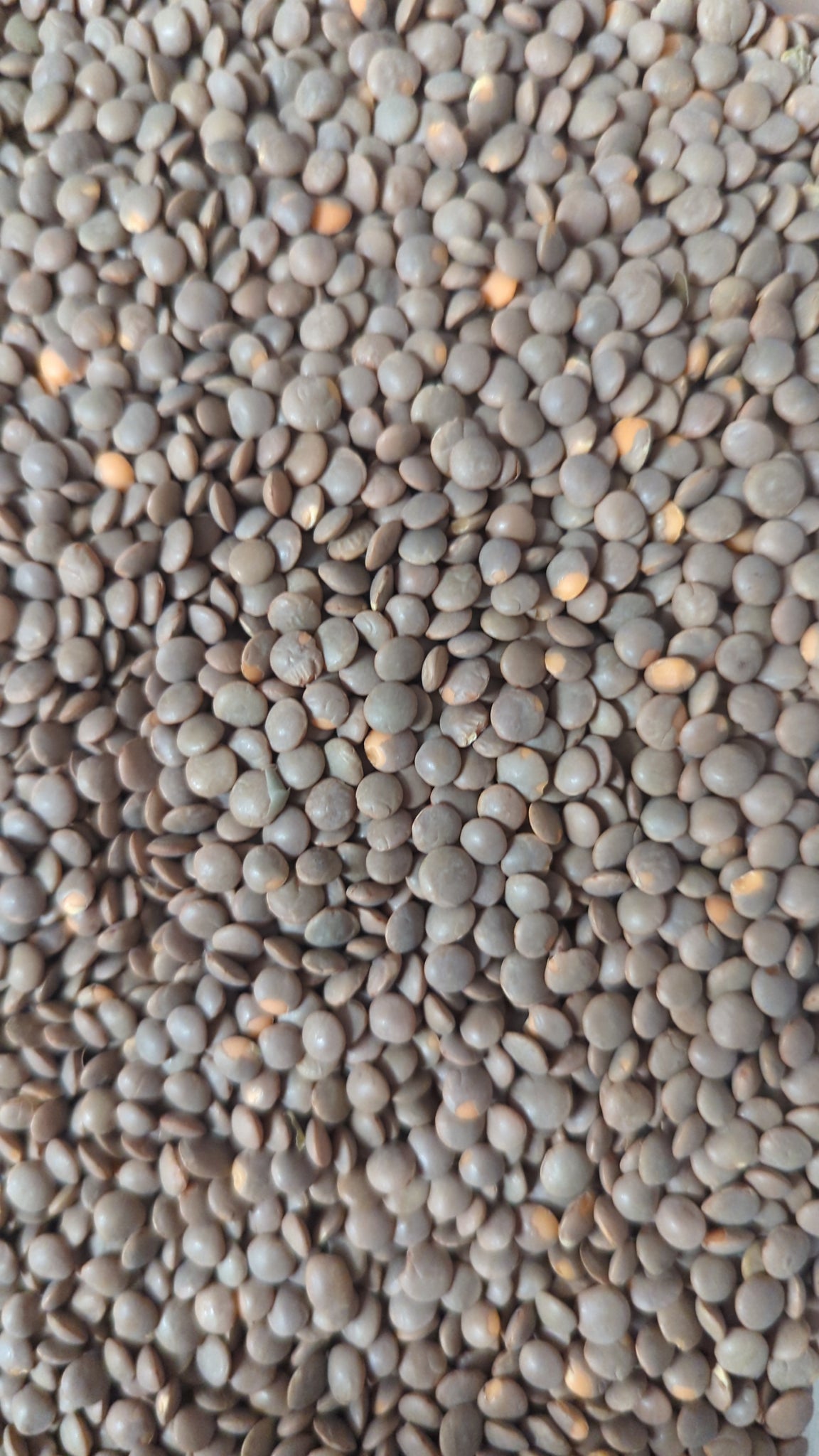 Brown Lentils per 100g